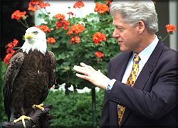 ap_eagle990702_h.jpg (14079 bytes)