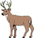 deer.jpg (2218 bytes)